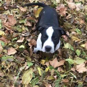 Meet your Posher, Tate